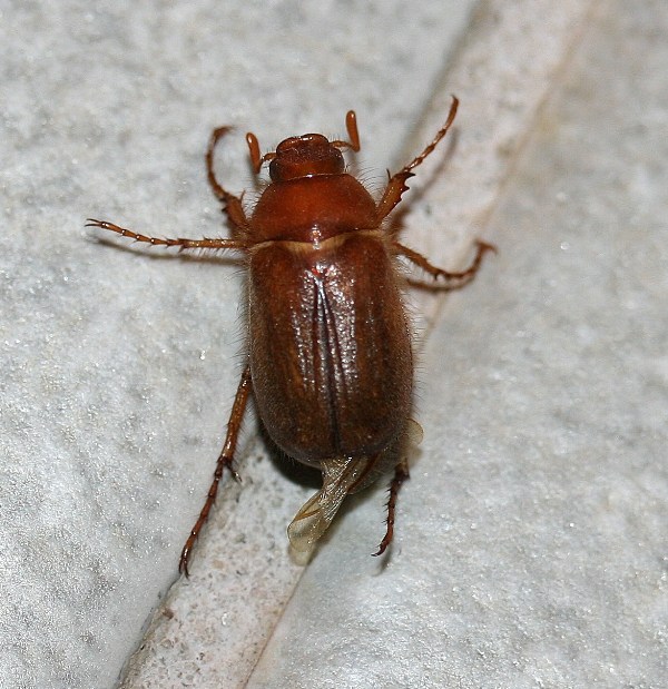Geotrogus sp.?